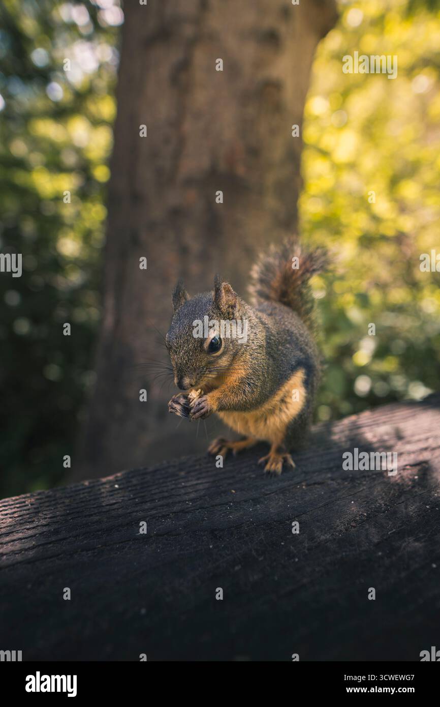 Ein Eichhörnchen steht auf einem Baumstamm in einem sonnigen Park und knabbert an einer Nuss, umgeben von Grün und Bäumen. Stockfoto