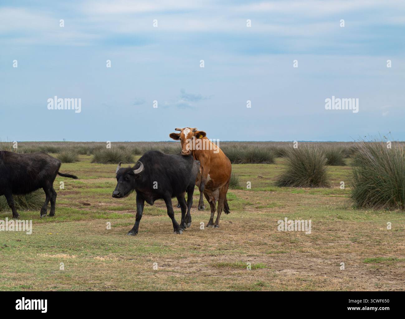 Kühe und Büffel weiden auf ländlichen Weiden in freier Wildbahn an bewölkten Tagen. Vieh auf einer Weide. Interspezies-Interaktion in gemeinsamen Lebensräumen Stockfoto