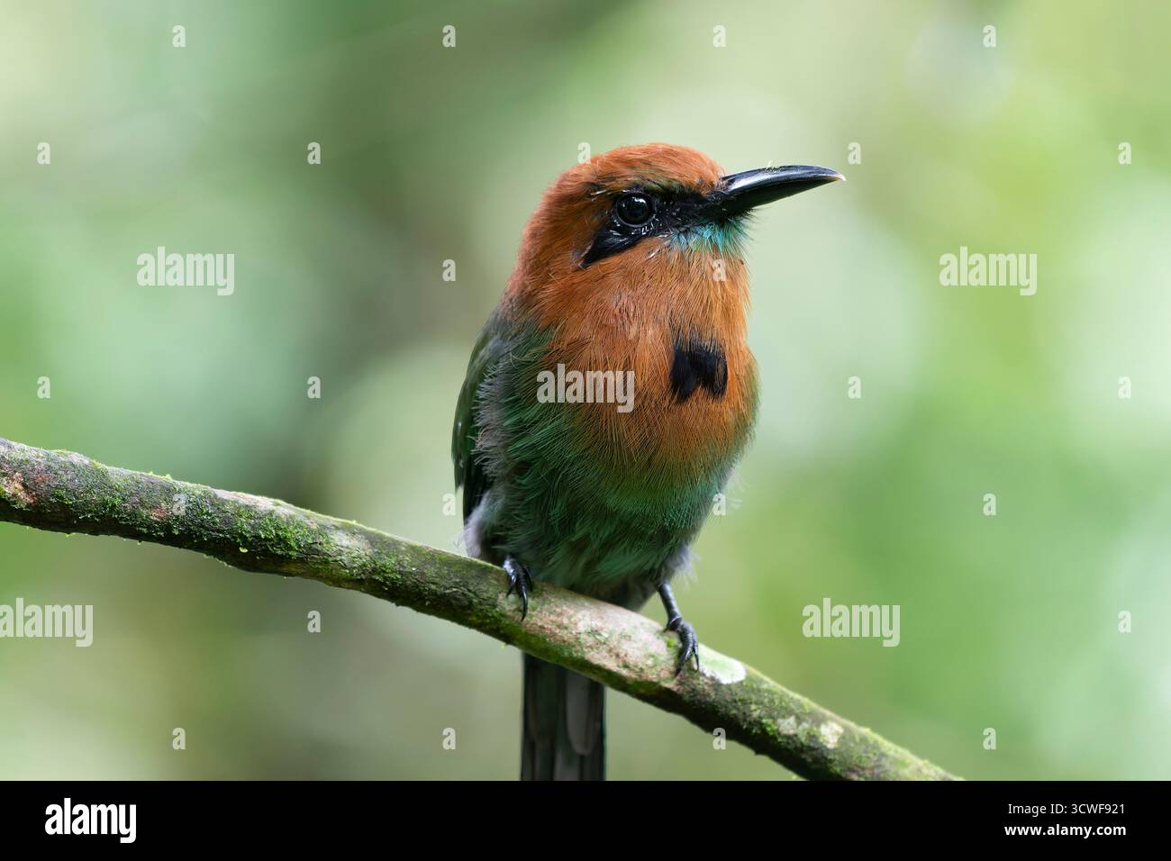 Wunderschönes Breitschnabel-Motmot (Electron platyrhynchum) auf einem Baumzweig, mit grünem Hintergrund. Stockfoto