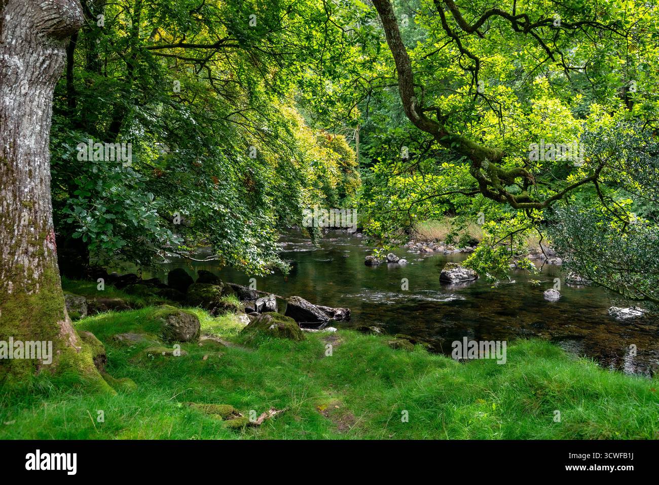 River Conwy und Woodland in der Nähe von Village Betws-y-Coed im Snowdonia National Park in Wales, Großbritannien Stockfoto