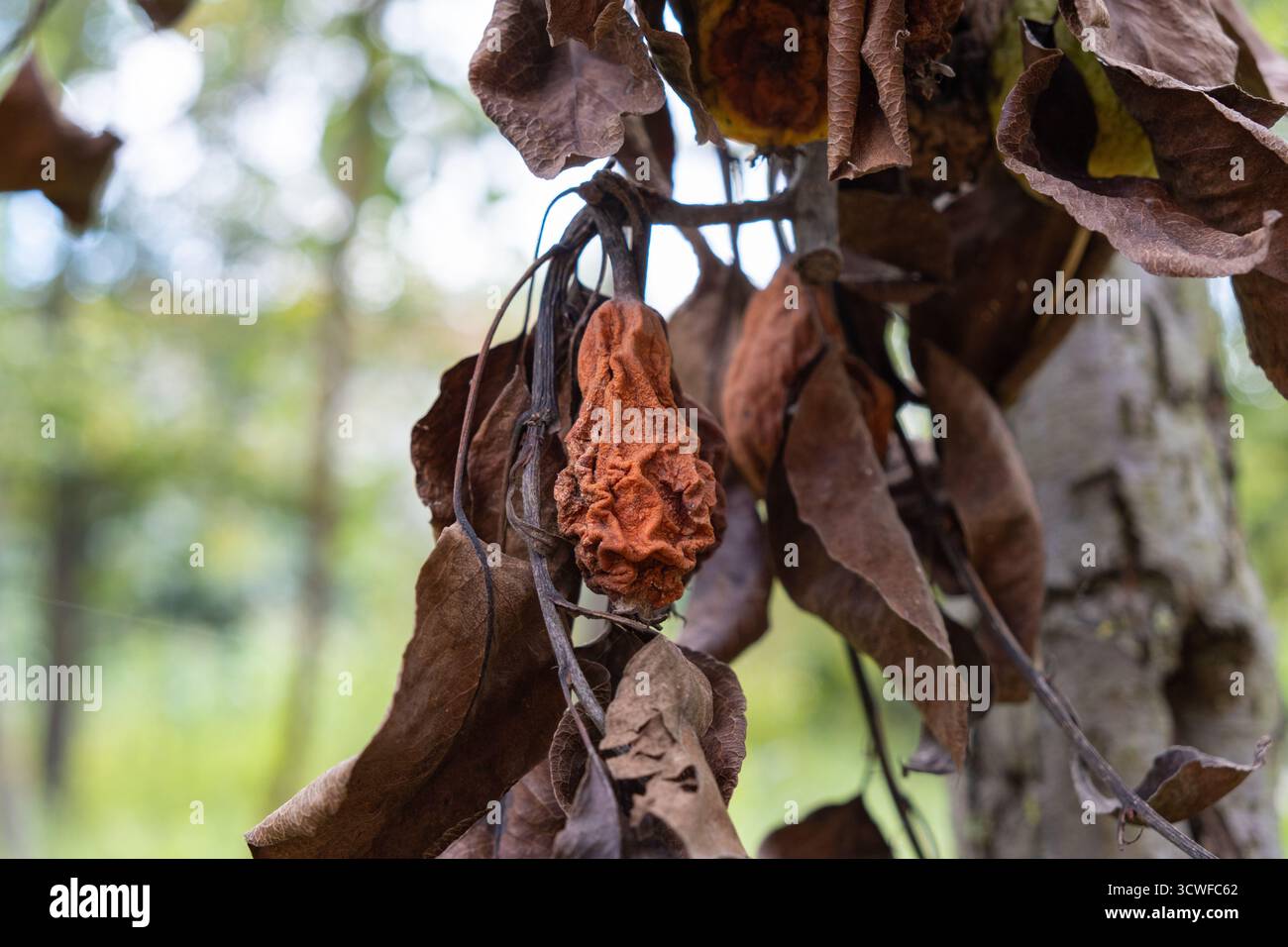 Getrocknete, schrumpelte Früchte hängen zwischen trockenen braunen Blättern, verfallen und Reifen. Symbol für den natürlichen Lebenszyklus und den jahreszeitlichen Wandel Stockfoto