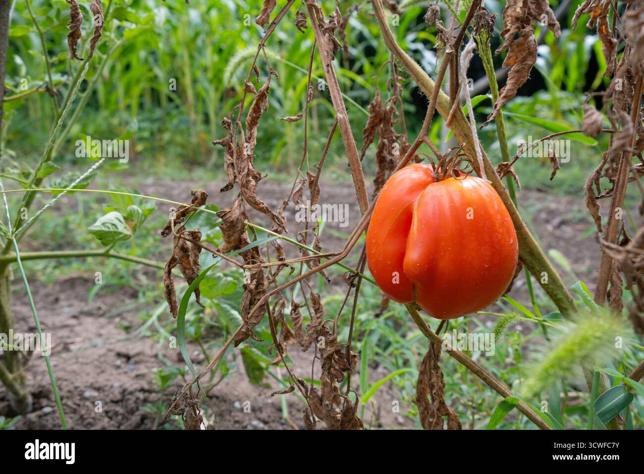 Einzelne, reife Tomaten hängen an trockenen, verwelkten Zweigen mit Hintergrund von mehr Pflanzen. Rote Tomaten, die auf sterbenden Zweigen wachsen Stockfoto