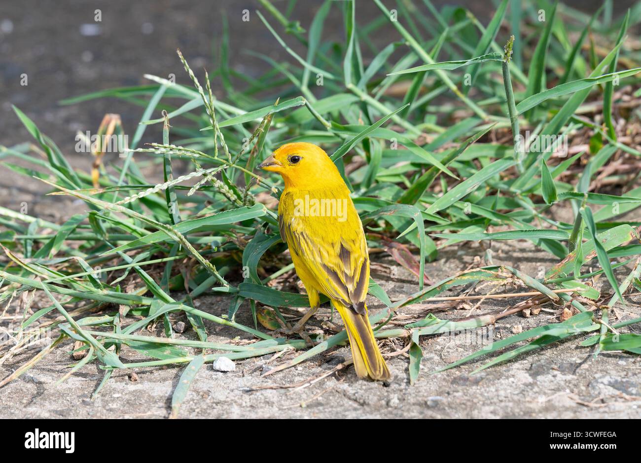 Bild eines lebendigen safranfinks (Sicalis flaveola), der auf dem Boden in der Nähe von Grasbüscheln steht. Stockfoto