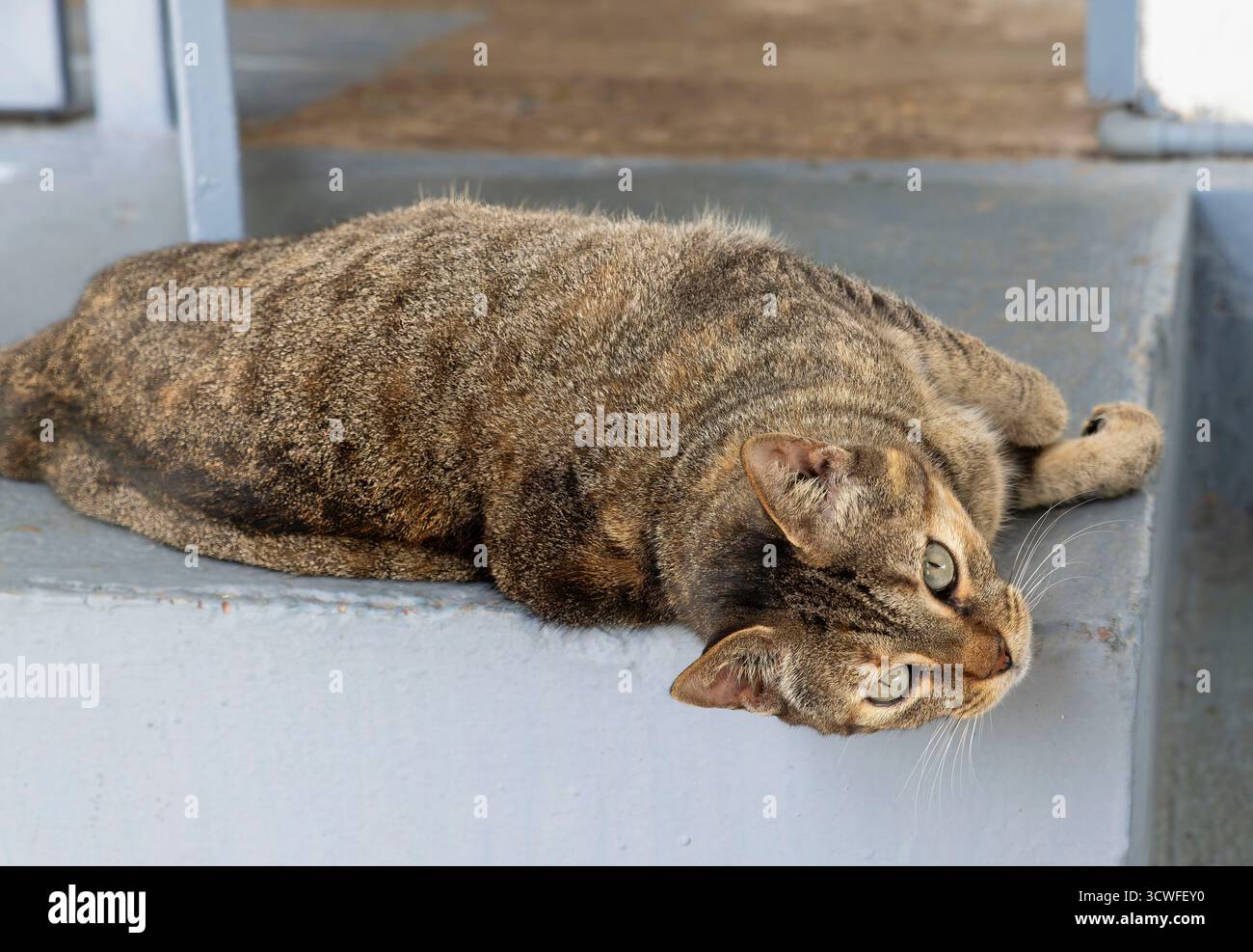 Eine Tabbykatze mit grünen Augen liegt bequem auf der Seite über einer Betonstufe und neigt ihren Kopf mit einem ruhigen und neugierigen Ausdruck nach hinten. Gestreift Stockfoto