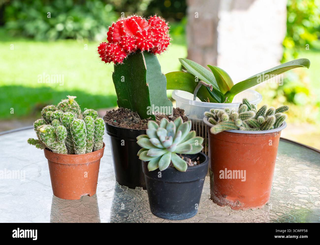 Eine bezaubernde Sammlung von Topfpflanzen auf einem Glastisch im Freien. Das Herzstück ist ein markanter Mondkaktus mit einer leuchtend roten Spitze, flankiert Stockfoto