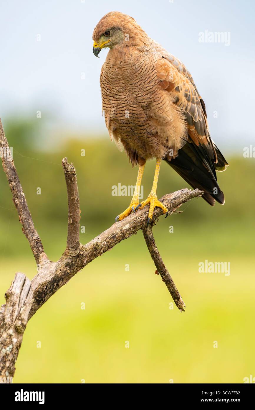 Ein Savannenfalke (Buteogallus meridionalis) thront wachsam auf einem trockenen Ast im offenen Grasland Panamas. Das braune Gefieder des Raptors, scharfes Gelb Stockfoto