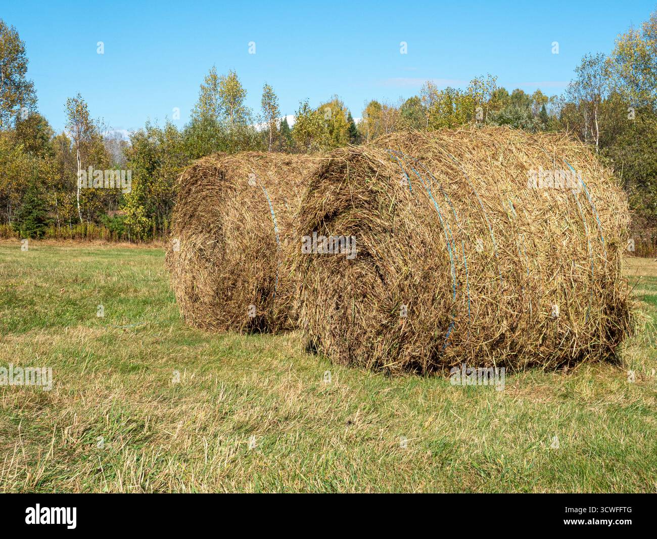 Runde Heuballen auf einer Weide Stockfoto