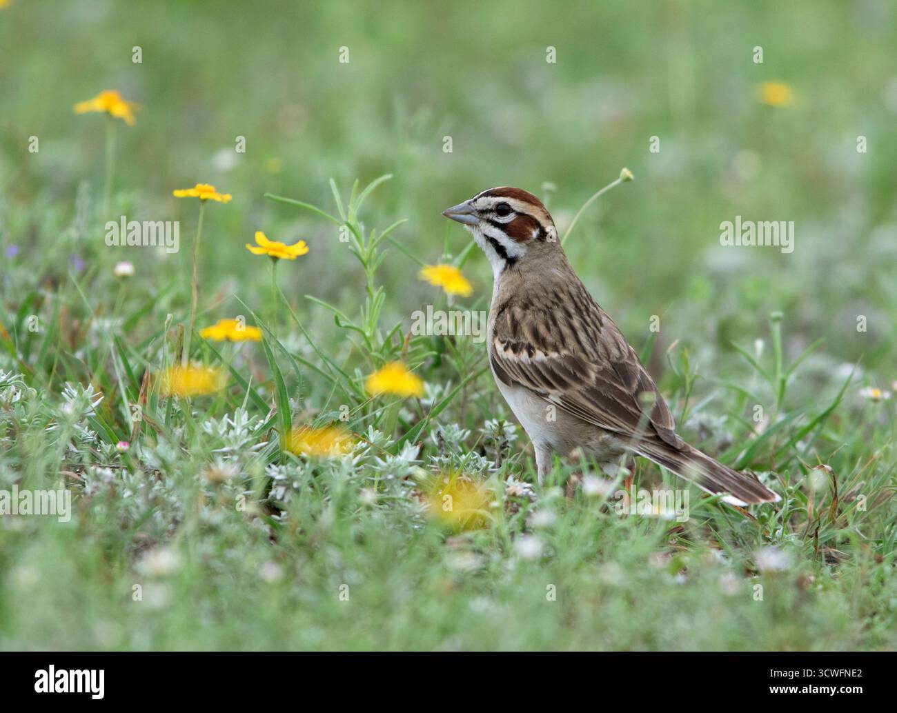 Lark Sparrow in Flowers blüht Blütenvogel singvogel Natur Stockfoto