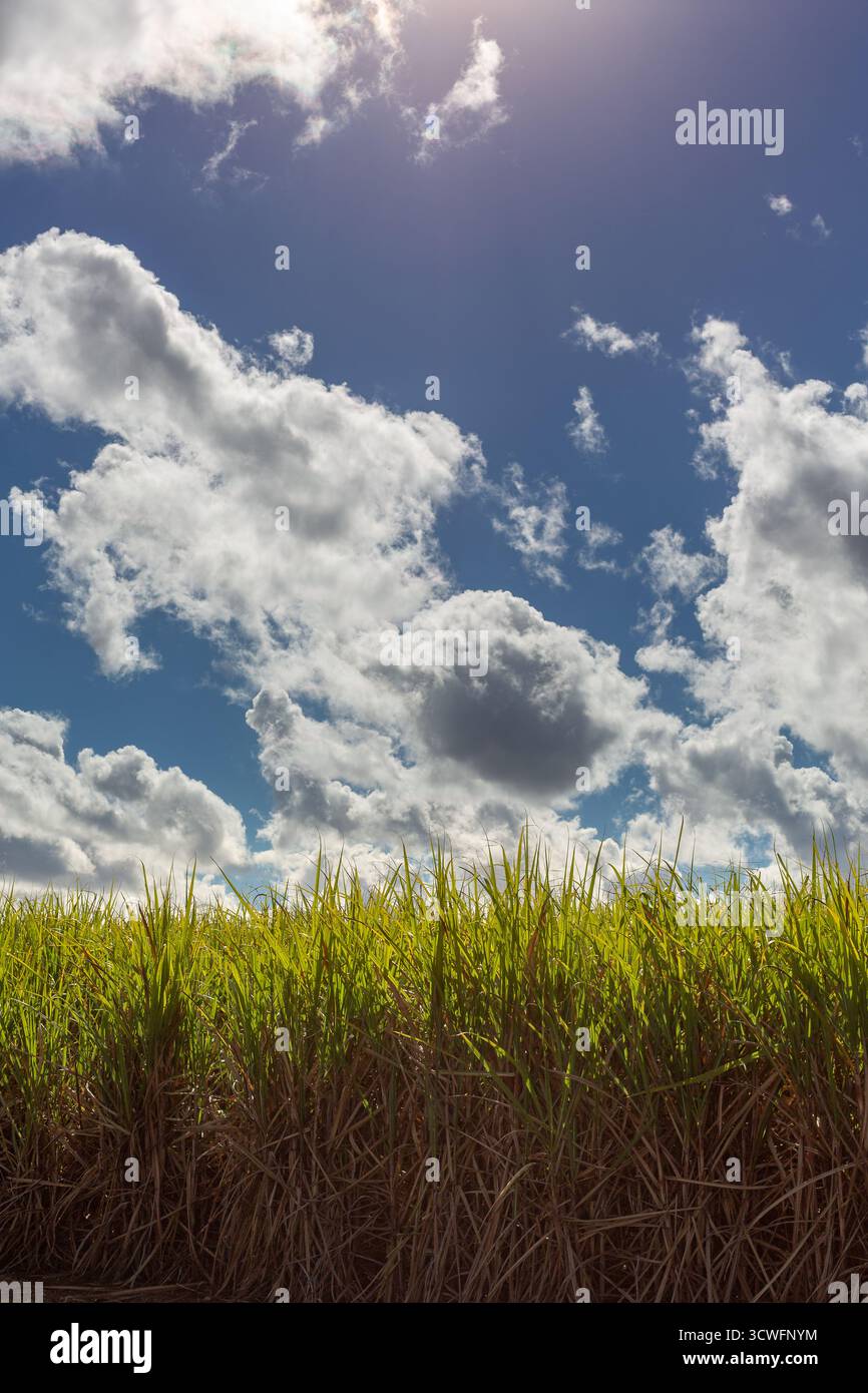 Hohe, grüne Zuckerrohrpflanzen (Saccharum officinarum) erstrecken sich über den unteren Teil des Bildes, dominiert von einem blauen Himmel über dem Bild. Weiß, flauschig Stockfoto