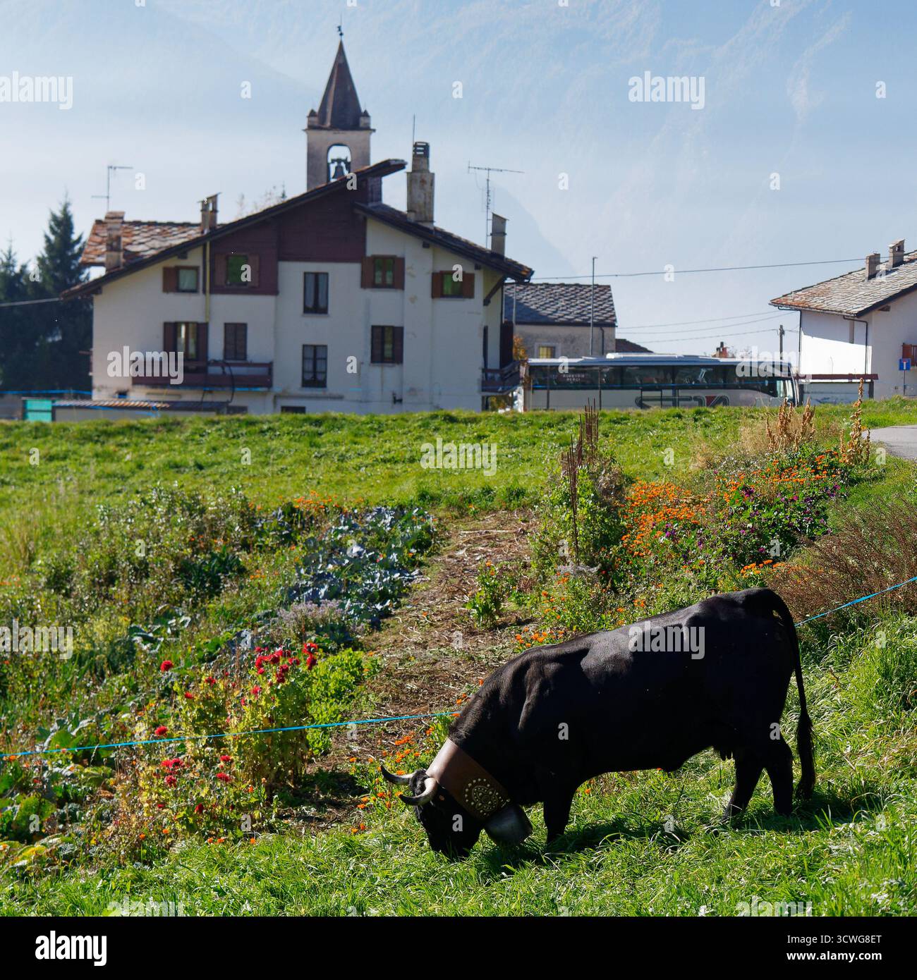 Kuh mit markanter großer Glocke neben Gemüsegrundstück im Bergdorf Lignan im Aostatal, NW Italien. Oktober 2025 Stockfoto