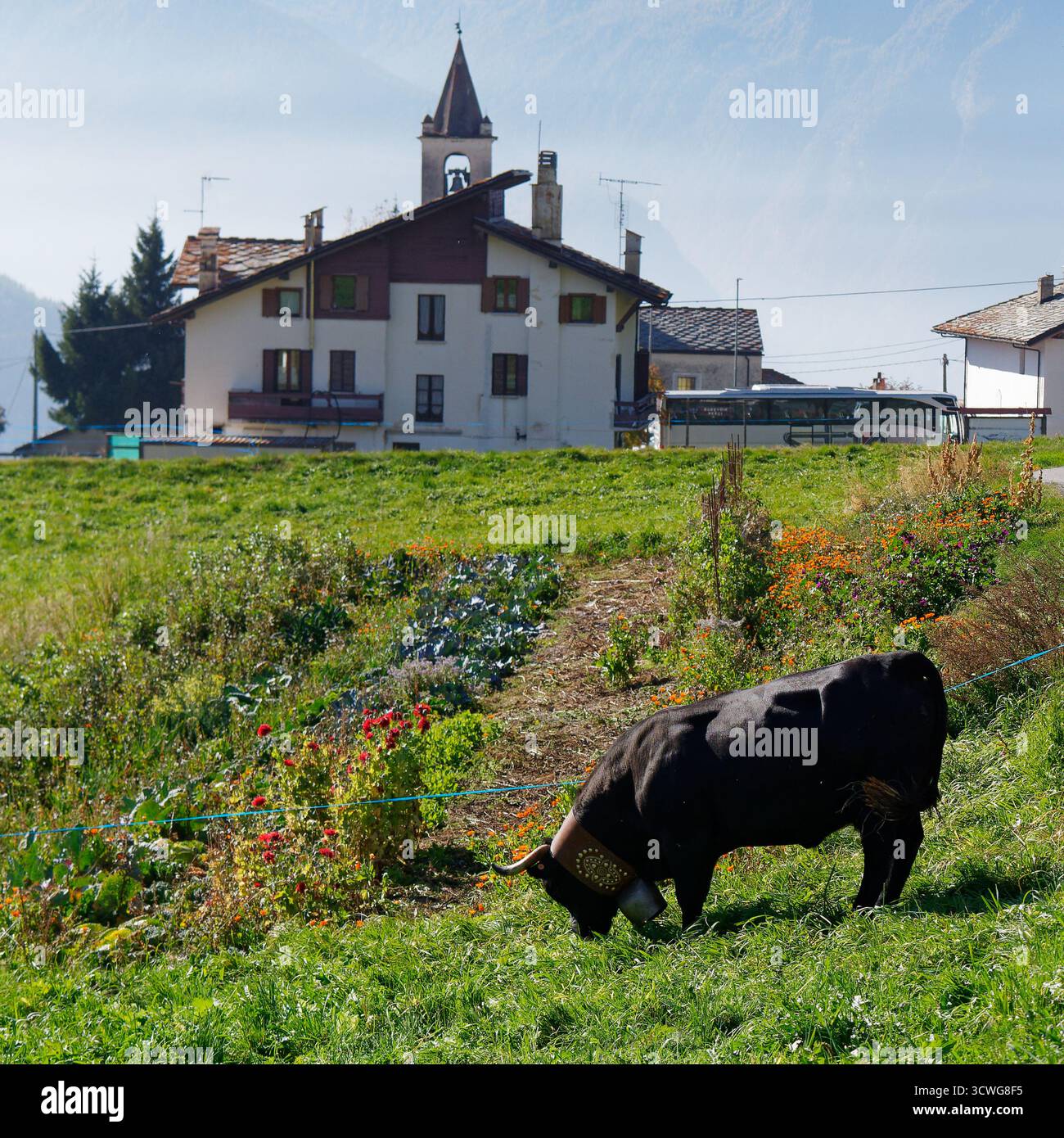 Kuh mit markanter großer Glocke neben Gemüsegrundstück im Bergdorf Lignan im Aostatal, NW Italien. Oktober 2025 Stockfoto