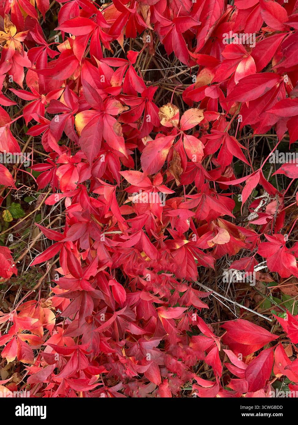Nahaufnahme von roten Herbstblättern. - Smartphone-aufgenommenes Stockfoto