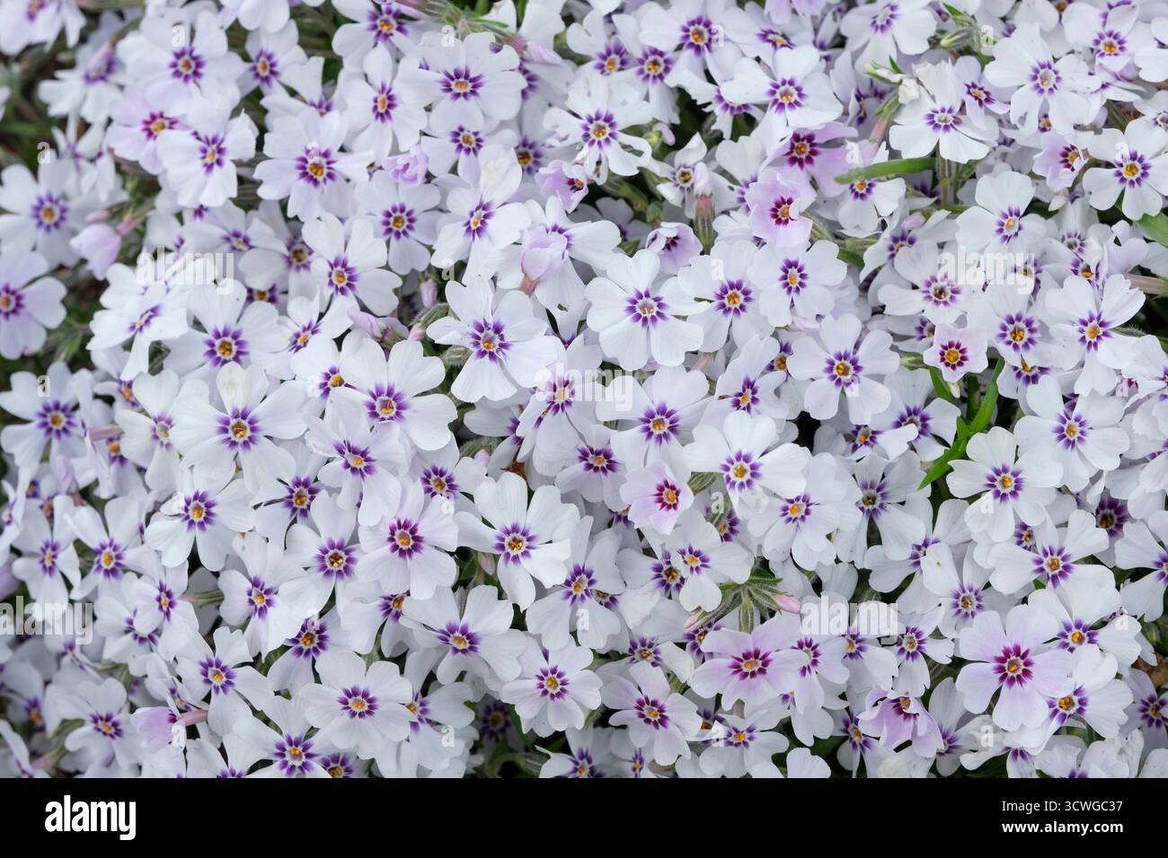 Moos phlox subulata -Fotos und -Bildmaterial in hoher Auflsung  Alamy