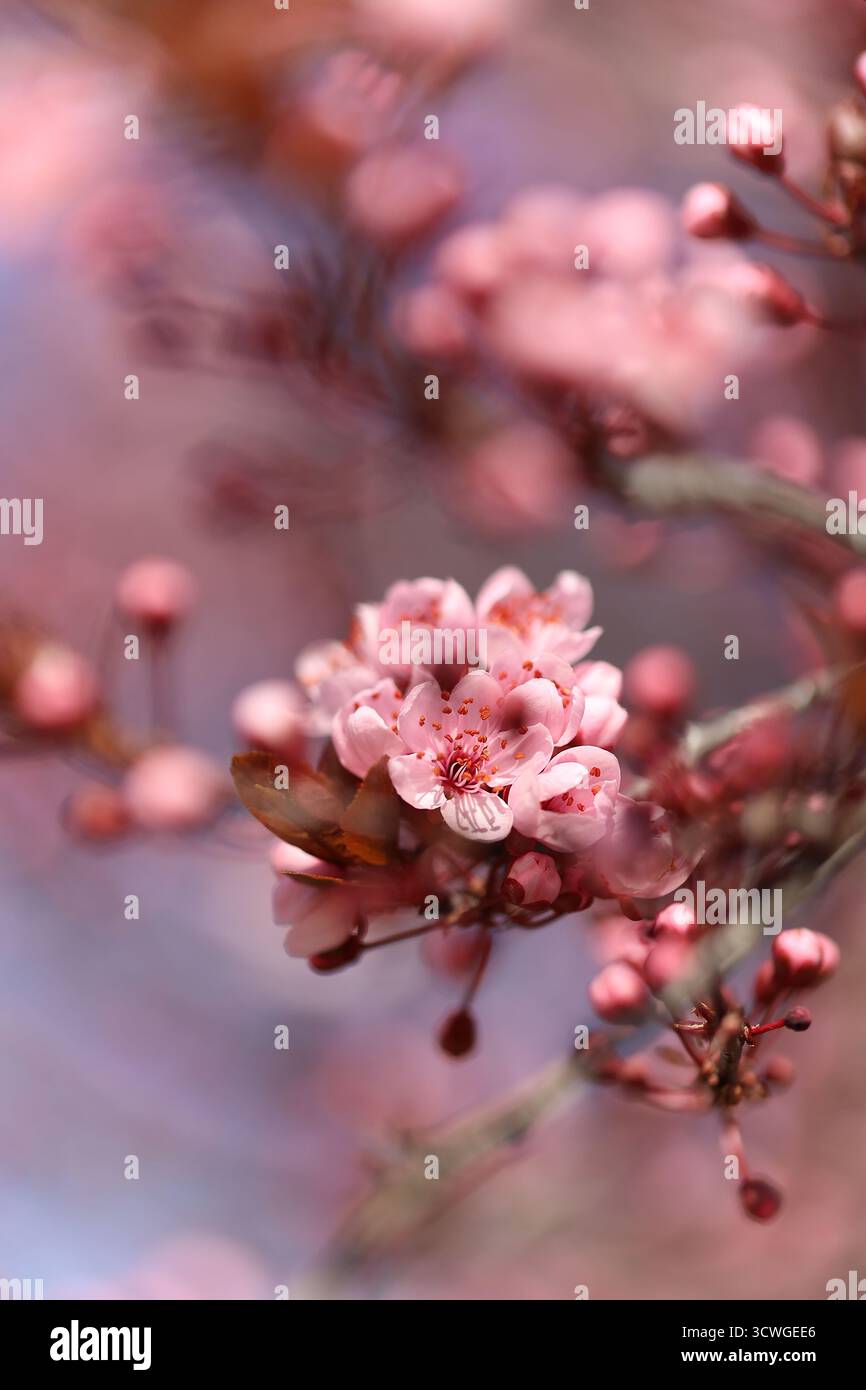 Kirschblütenzweig mit rosa Blüten in voller Blüte an einem Frühlingstag Stockfoto