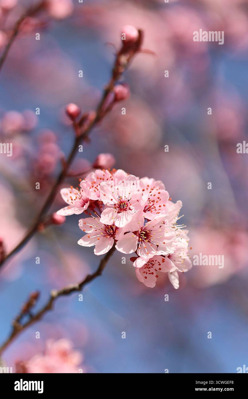 Kirschblütenzweig mit rosafarbenen Blüten vor einem weichen blauen Himmel an einem Frühlingstag Stockfoto