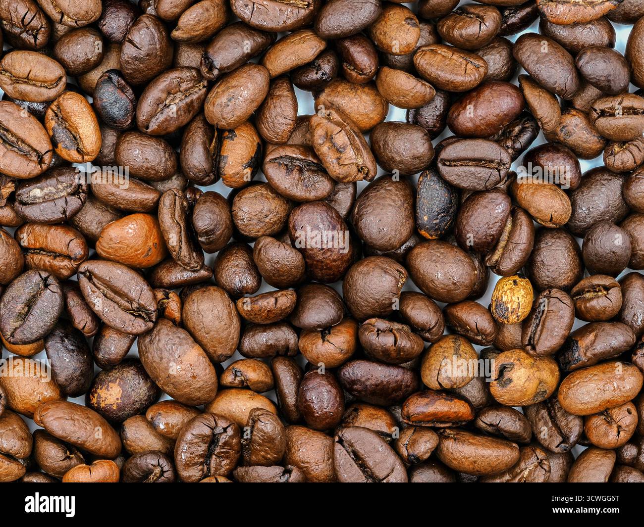 Aus nächster Nähe sehen Sie verschiedene Kaffeebohnen mit unterschiedlichen Röststufen, die ihre satten Farben und Texturen hervorheben. Ideal für Kaffeeliebhaber und Brühe Stockfoto