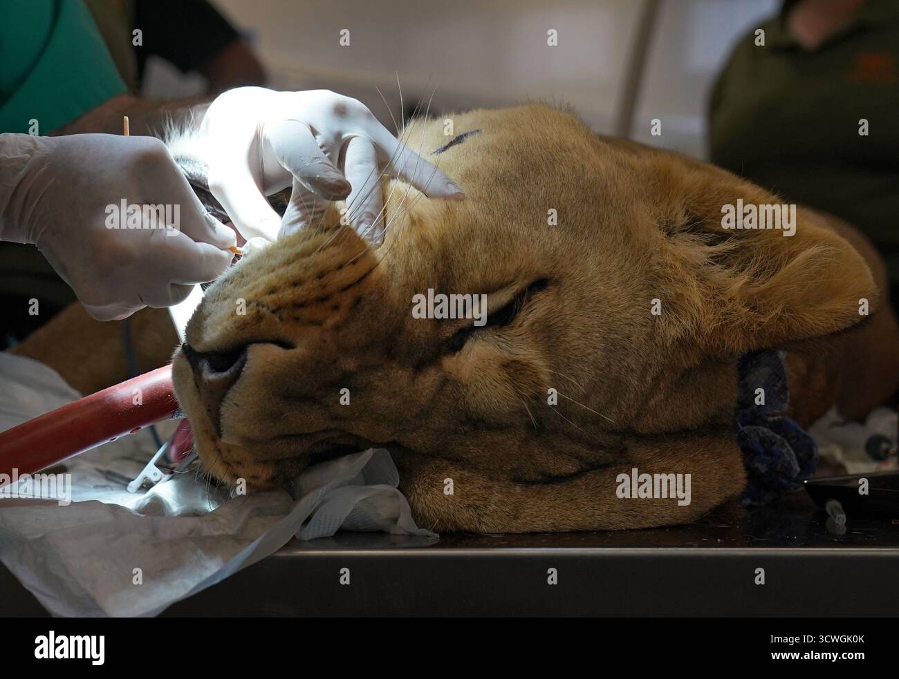 AM 13. OKTOBER 0001 wird Lira, eine dreijährige Löwin aus der vom Krieg zerrütteten Ukraine, einem kritischen Zahnarzt Peter Kertesz unterzogen, der von einem Team von Tierärzten und Experten für Big Cat im Big Cat Sanctuary in der Nähe von Ashford in Kent begleitet wird. Die Operation war notwendig, um einen schwer infizierten rechten Eckzahnzahn zu entfernen, der durch einen tief sitzenden Abszess verursacht wurde, der wahrscheinlich durch ein Trauma verursacht wurde, das Lira zwischen 1,5 und 2 Jahren hatte. Bilddatum: Freitag, 10. Oktober 2025. Stockfoto