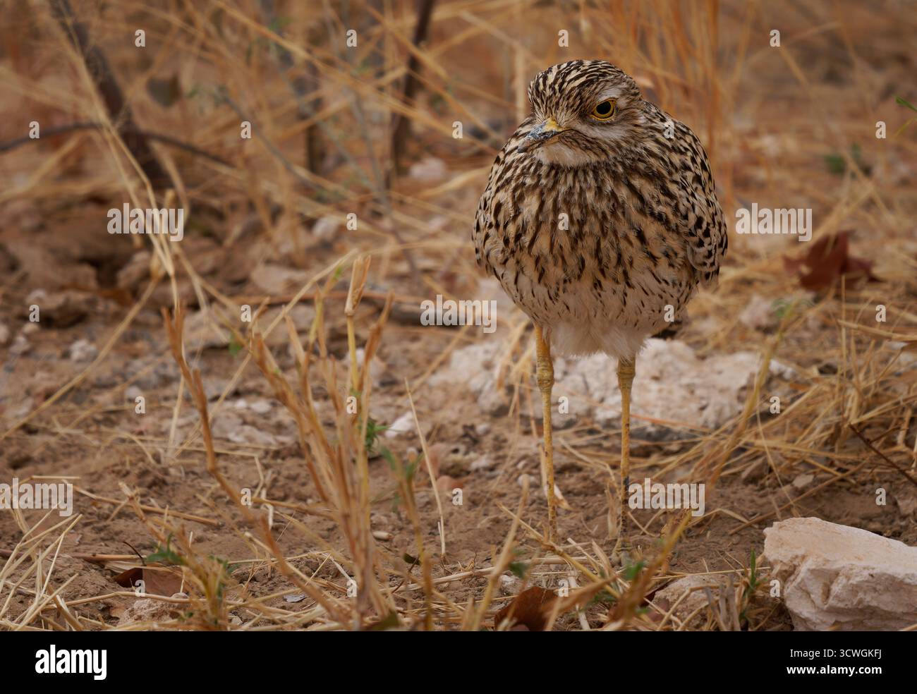 Gefleckte Dickknie Burhinus capensis, auch geflecktes Dikkop oder Cape Dickknie, Watvögel in Burhinidae, Vogel heimisch in tropischen Regionen von Zentral und Sout Stockfoto