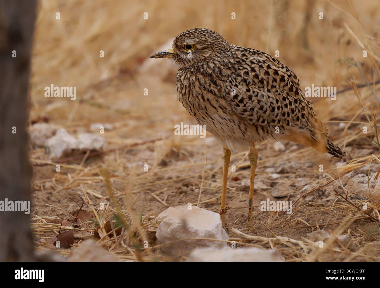 Gefleckte Dickknie Burhinus capensis, auch geflecktes Dikkop oder Cape Dickknie, Watvögel in Burhinidae, Vogel heimisch in tropischen Regionen von Zentral und Sout Stockfoto