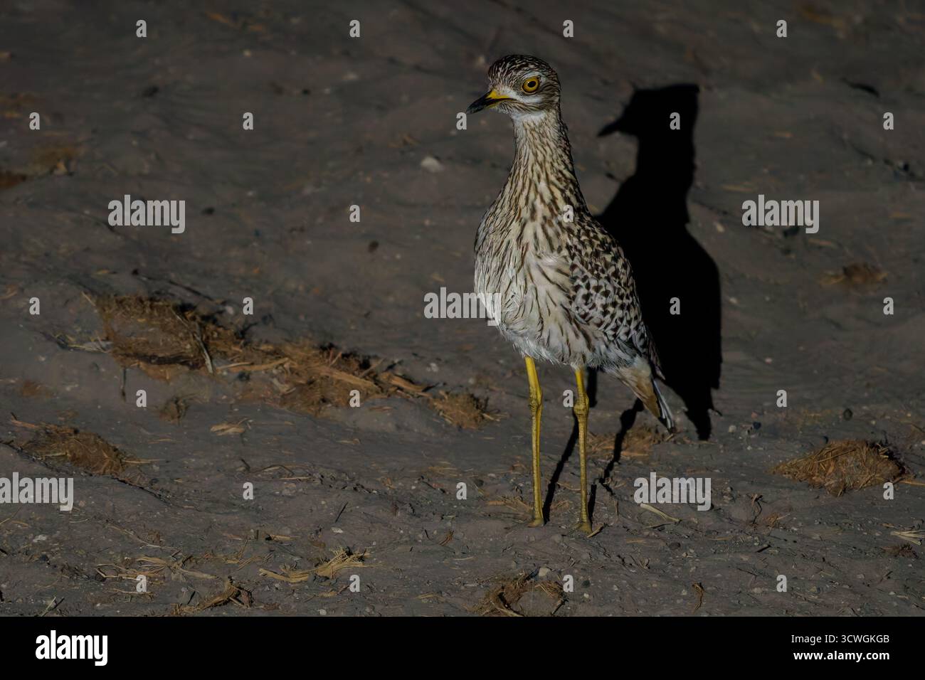 Gefleckte Dickknie Burhinus capensis, auch geflecktes Dikkop oder Cape Dickknie, Watvögel in Burhinidae, Vogel heimisch in tropischen Regionen von Zentral und Sout Stockfoto
