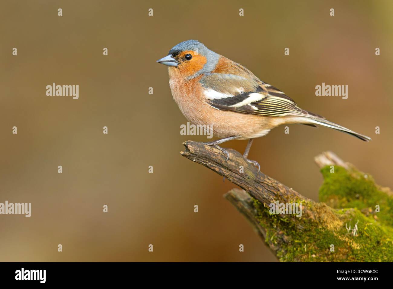 Der Eurasische Buchinch, oder einfach nur der Buchinch (Fringilla coelebs) ist ein weit verbreiteter kleiner Passinenvogel Stockfoto