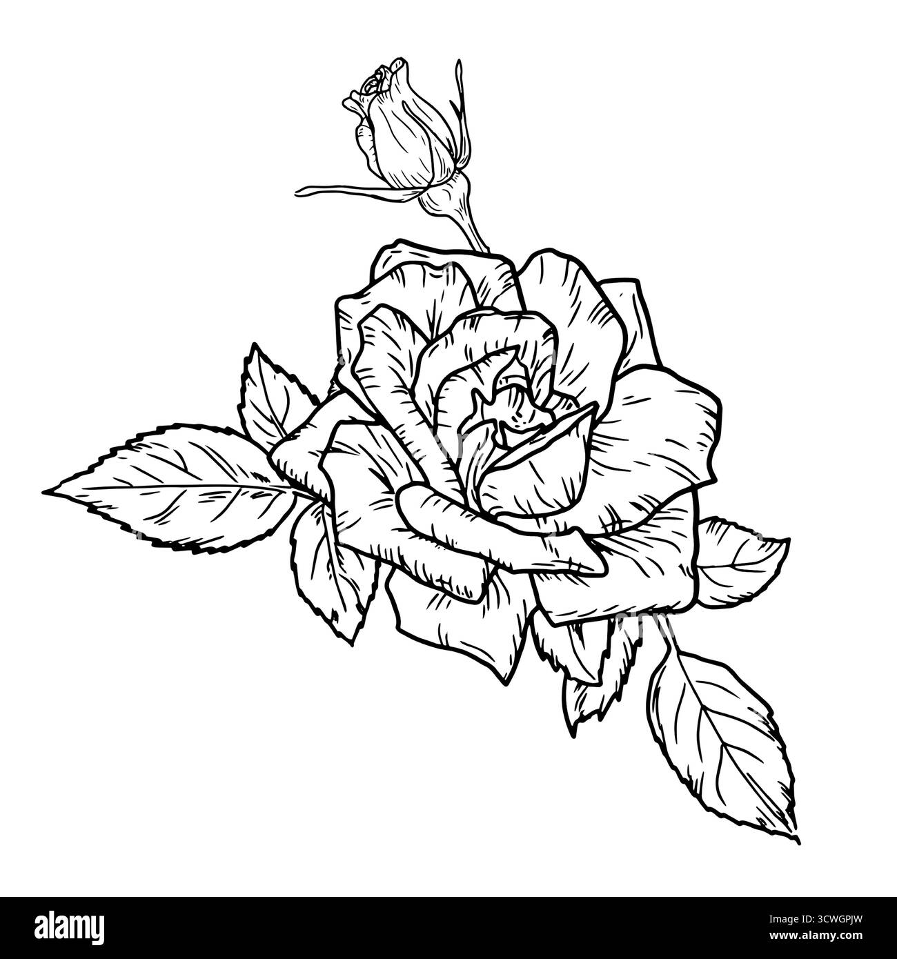 Eine Rose mit Knospen und Blättern, eine Gartenblume, eine schwarz-weiße Skizze. Vektorabbildung. Eine Blume mit zarten Blütenblättern, isoliert auf weißem Hintergras Stock Vektor