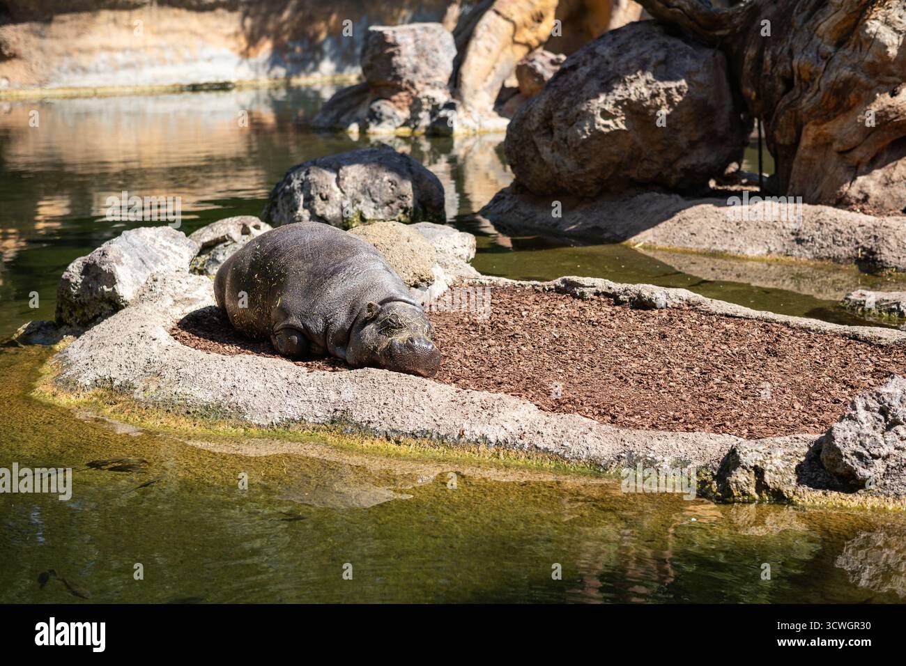 Valencia, Spanien - 18. April 2024: Pygmy Hippopotamus (Choeropsis Liberiensis) in Bioparc Valencia. Das kleine afrikanische Säugetier ruht in der Nähe des Wassers. Stockfoto