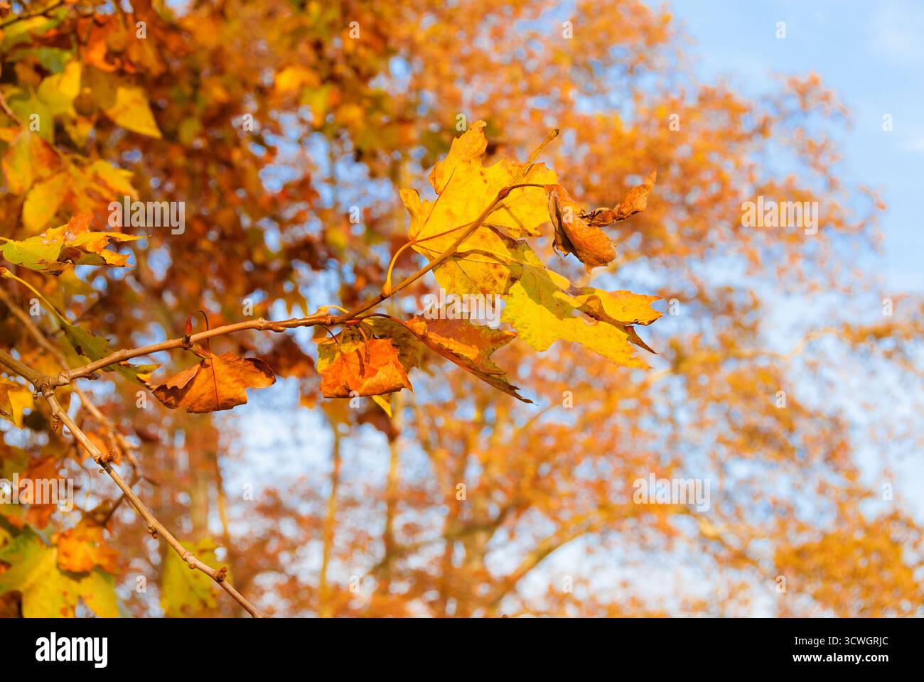 Herbstlicher und Laubhintergrund. Braune, orange, gelbe und rote Blätter mit blauem Himmel Stockfoto Herbstlicher und Laubhintergrund. Braune, orange, gelbe und rote Blätter mit blauem Himmel Stockfoto