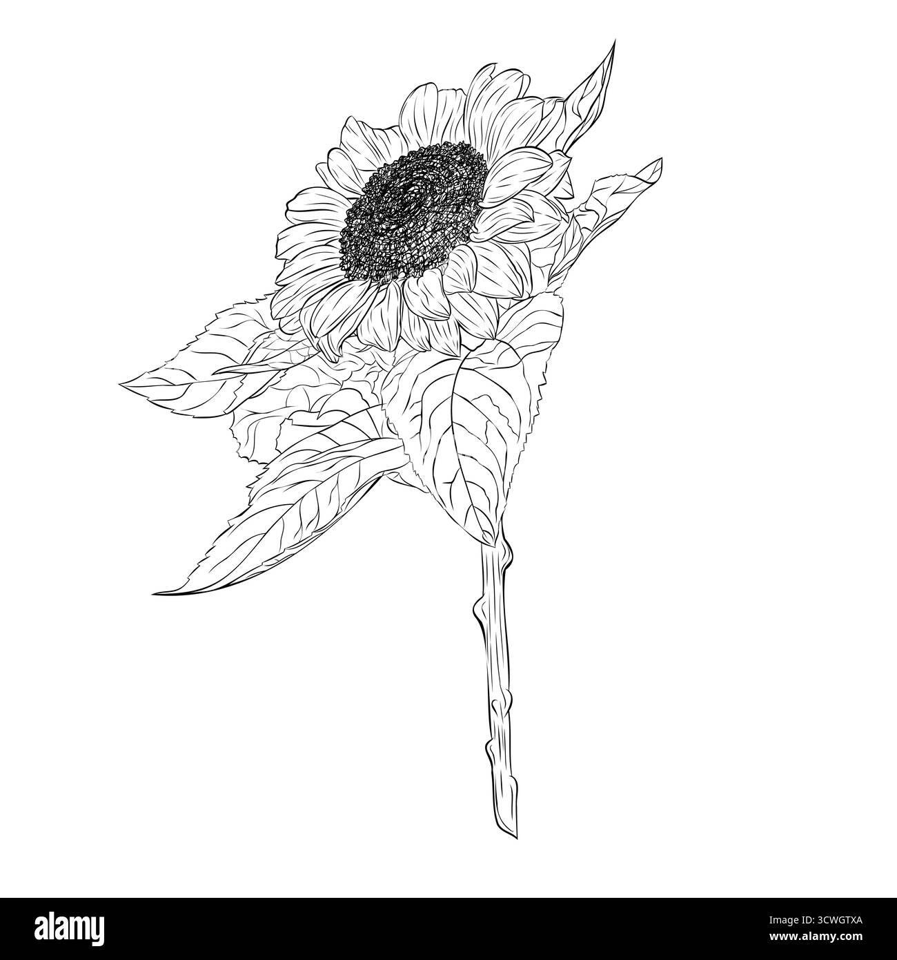 Wunderschöne offene Sonnenblume mit großen Blütenblättern und Blättern. Grafik Linie Kunst Hand gezeichnet Tinte schwarz-weiß Illustrationsvektor Stock Vektor