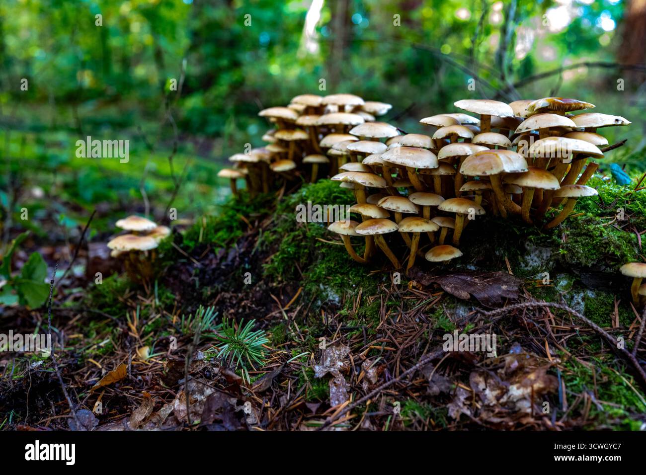 Pilze im Wald Stockfoto