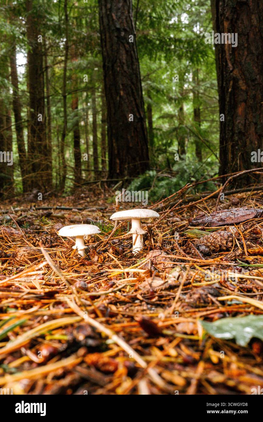 Pilze im Wald Stockfoto