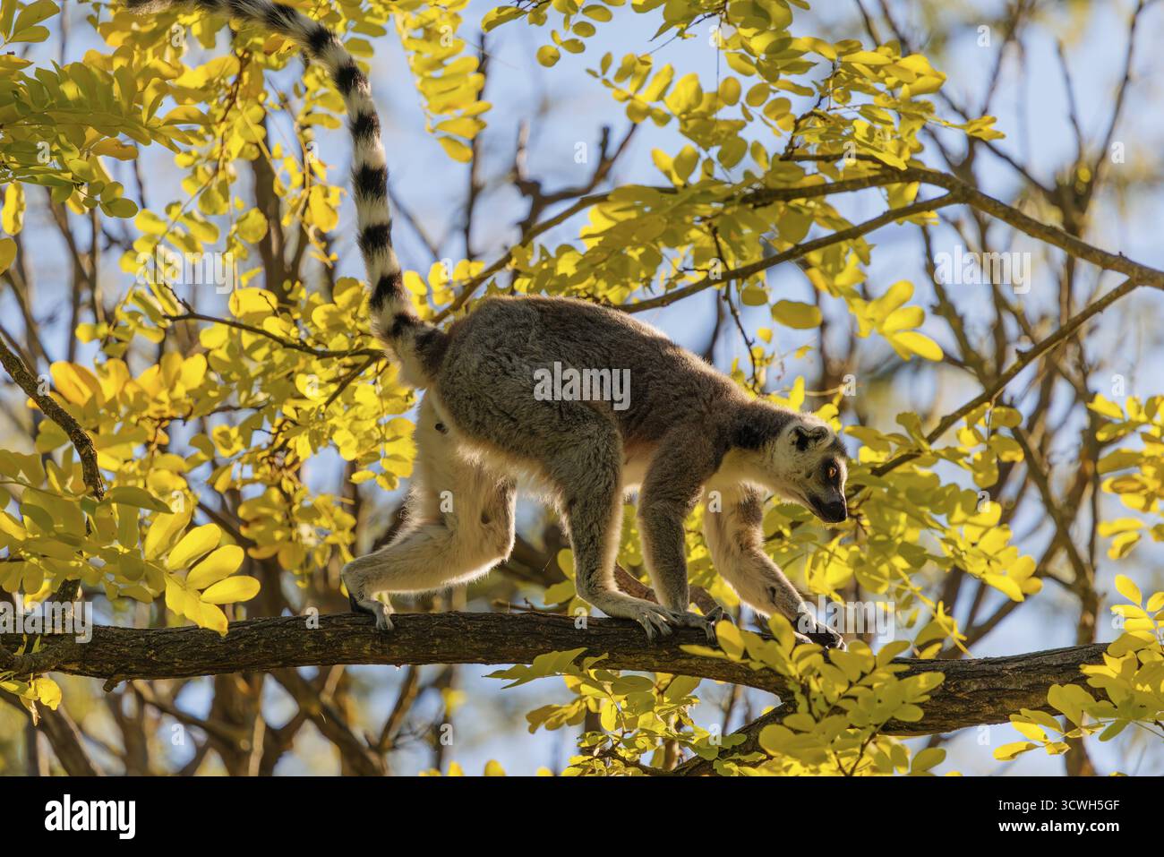 Ein Ringschwanzlemur (Lemur catta) läuft an einem sonnigen Tag über einen Zweig hoch oben in einem Baum gegen das Licht. Südlicher und südwestlicher Madagaskar Stockfoto