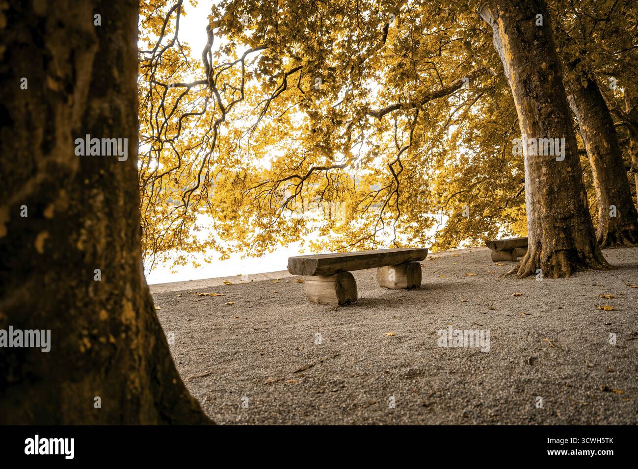 Einsame Parkbank unter Bäumen, goldenes Herbstlicht und ruhige Atmosphäre, Insel Mainau, Bodensee, Deutschland Stockfoto