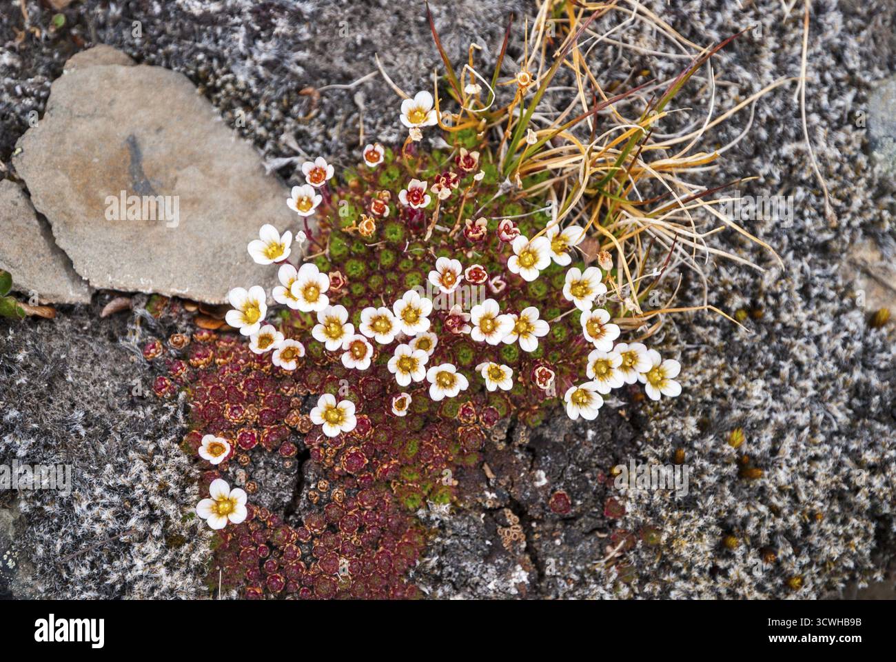 Getuftete Steinbrech Blüte, Spitzbergen, Norwegen Stockfoto