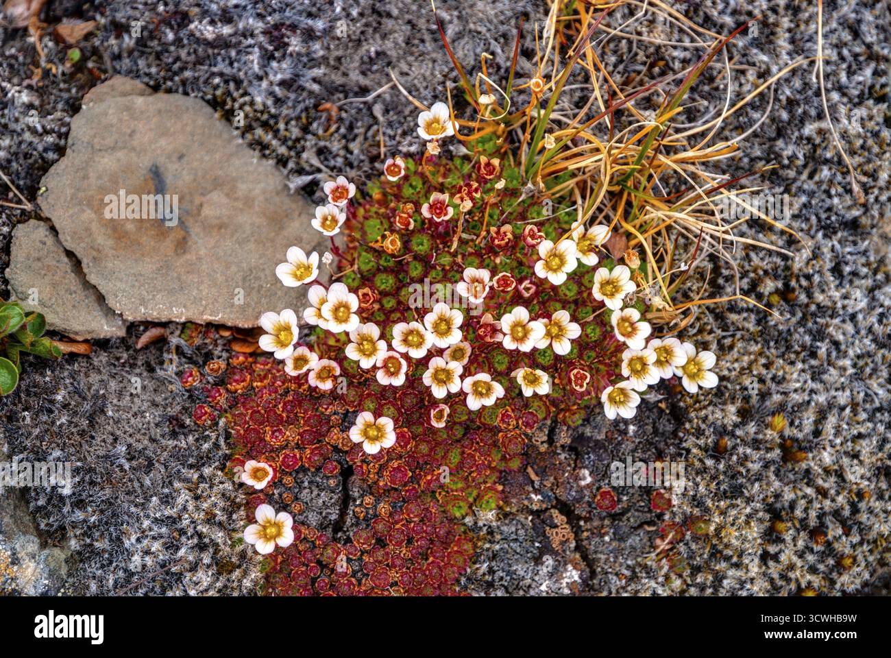 Getuftete Steinbrech Blüte, Spitzbergen, Norwegen Stockfoto