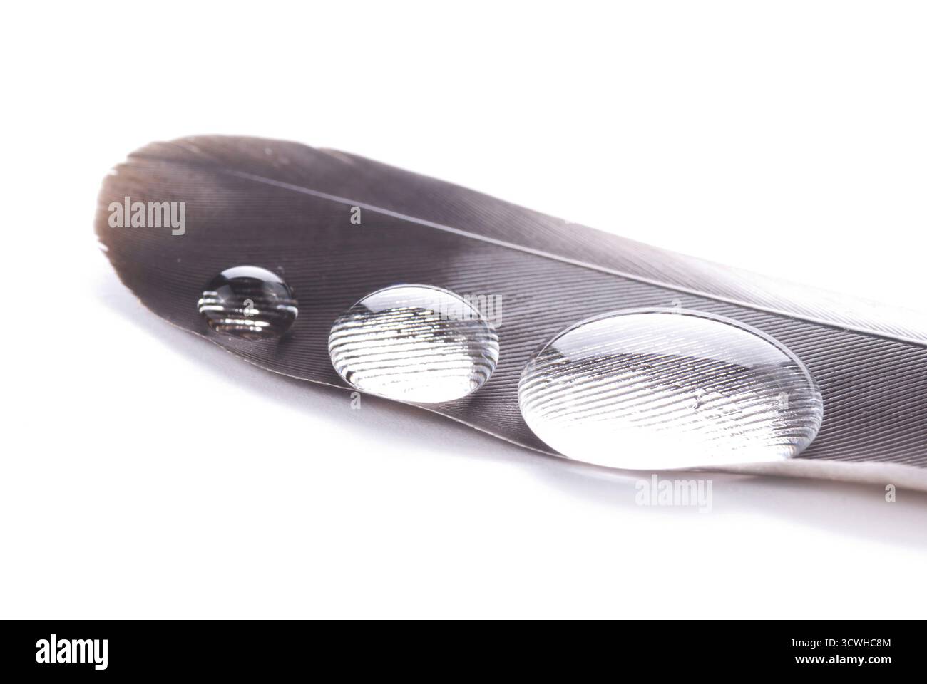 Transparente Serie Wassertropfen auf grauer Feder Stockfoto