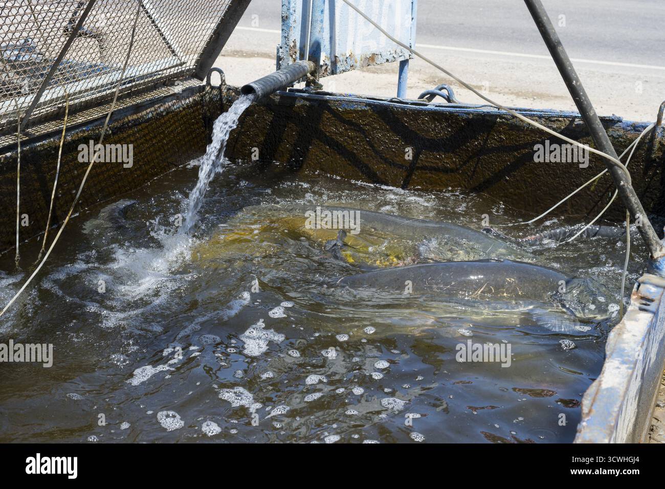 Spritzwasser in einem Fischzuchtbecken, Welse (Silurus glanis), Fischzucht, Armash, Provinz Ararat, Armenien Stockfoto