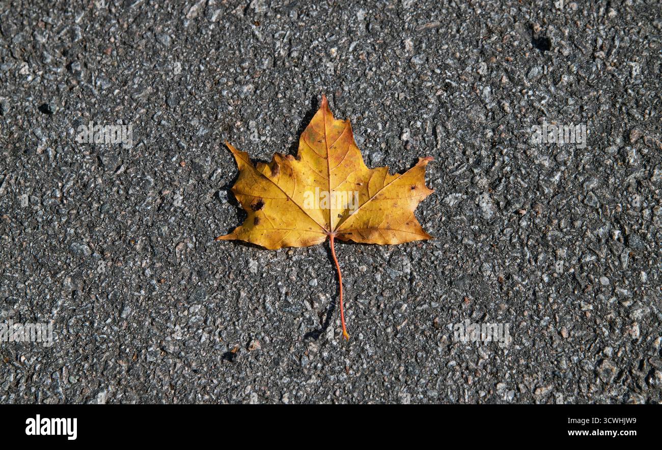 Ein einzelnes gelbliches Ahornblatt auf einer Asphaltstraße im Herbst Stockfoto