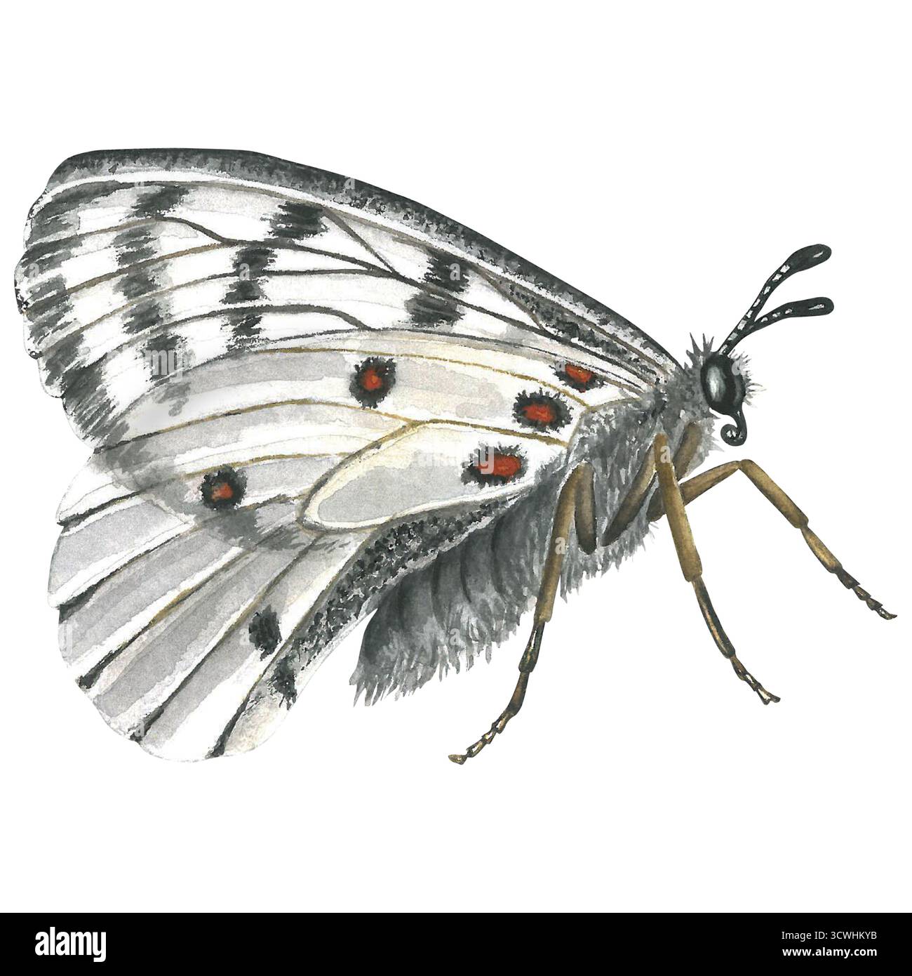 Weißer Schmetterling, Seitenansicht, Aquarellabbildung isoliert auf transparentem Hintergrund Stockfoto