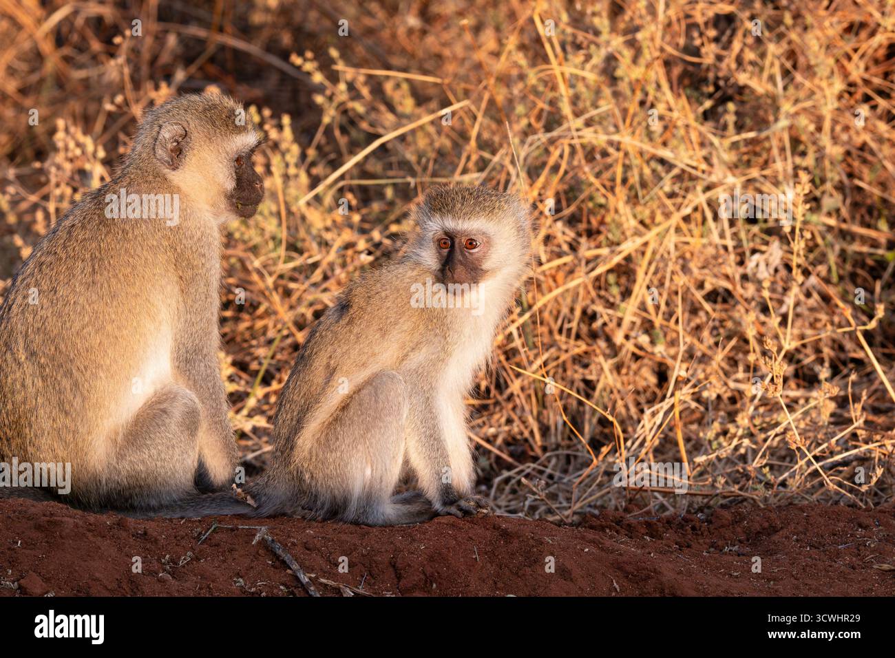 Zwei Wirbelaffen oder Chlorocebus Pygerythrus sitzen im tarangire Nationalpark tansania Stockfoto
