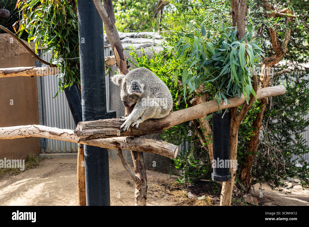Schlafender Koala-Bär (Phascolarctos cinereus) im Zoo von San Diego Stockfoto