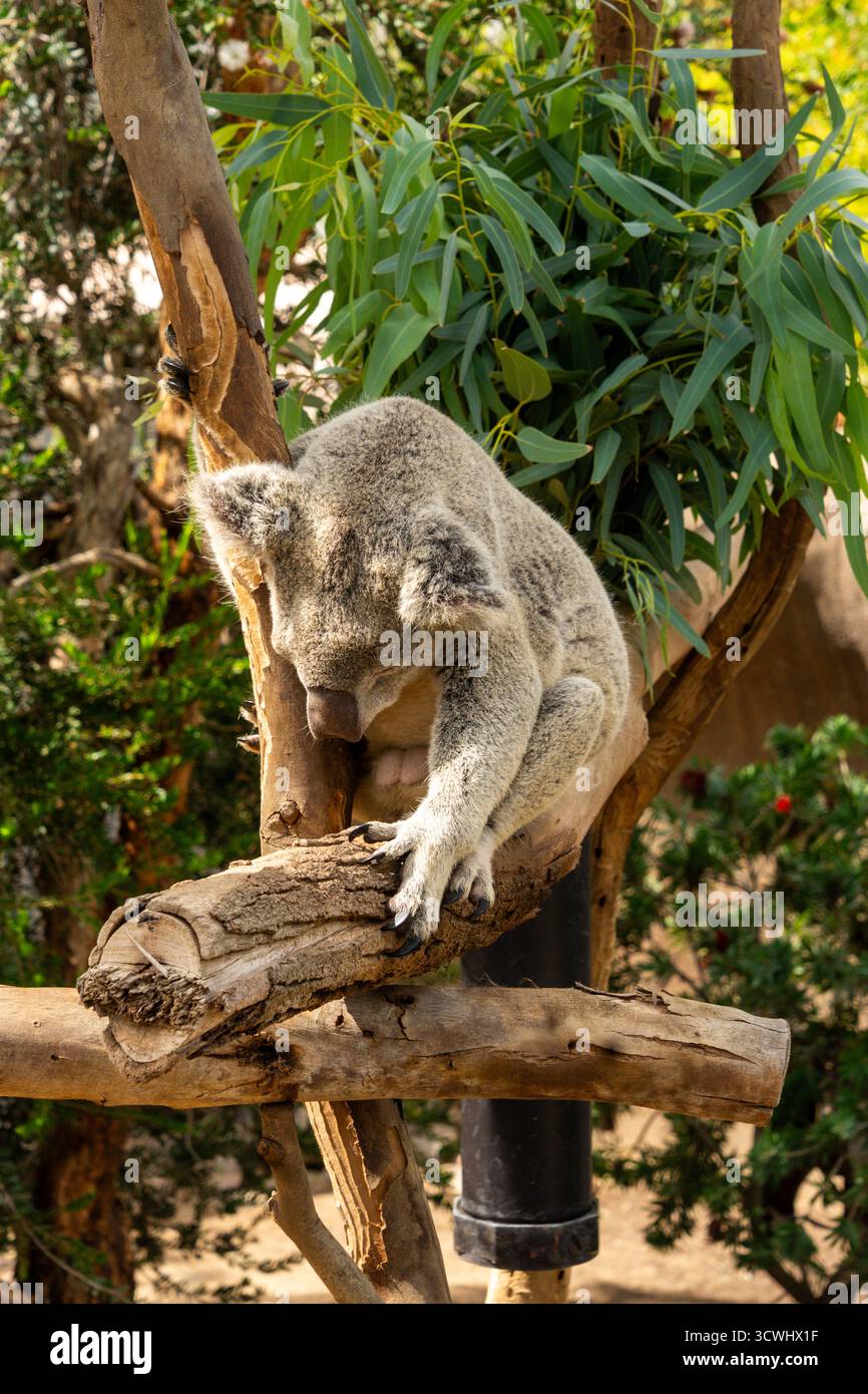 Schlafender Koala-Bär (Phascolarctos cinereus) im Zoo von San Diego Stockfoto