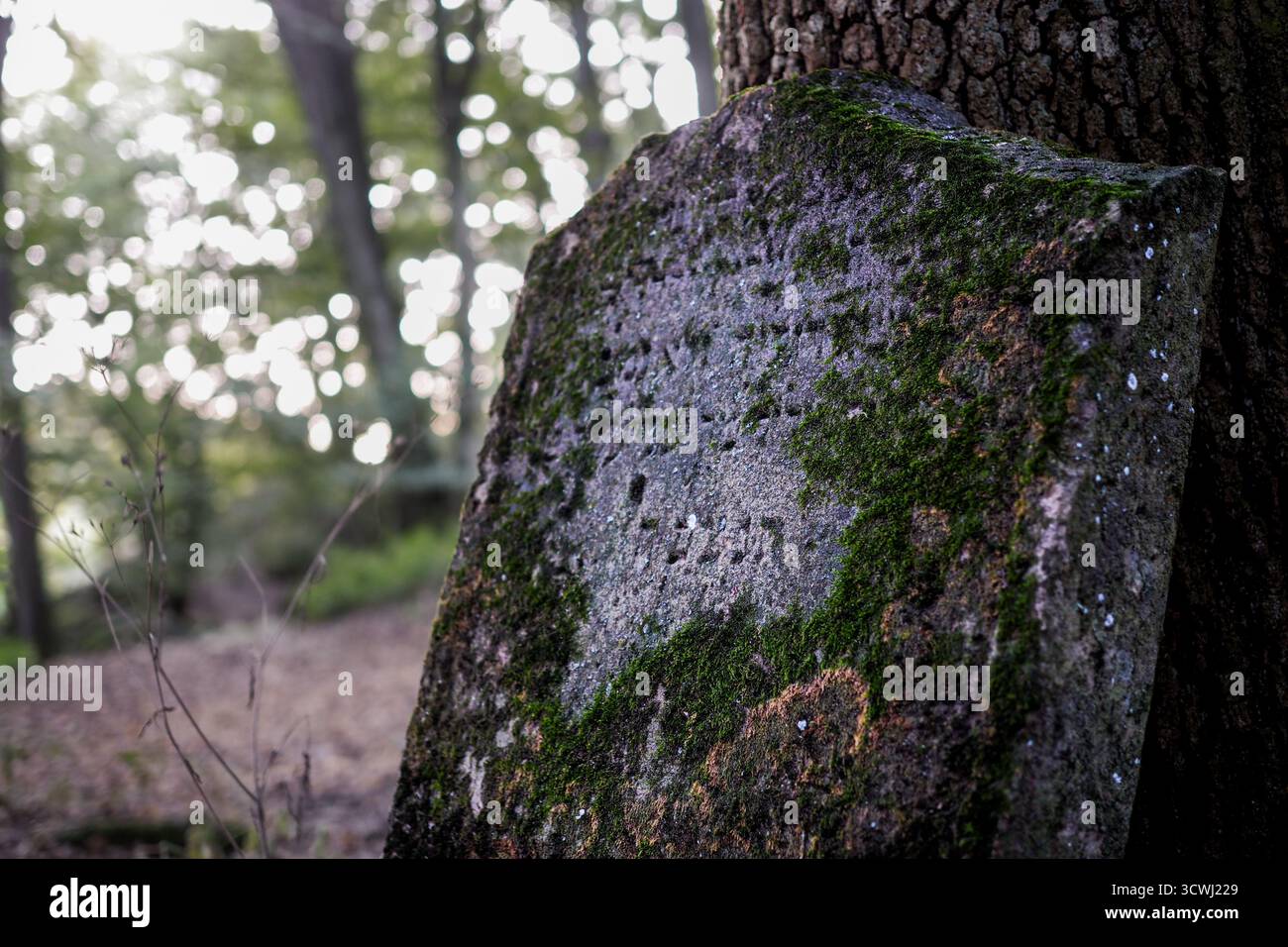 Verwitterter jüdischer Grabstein auf einem verlassenen Waldfriedhof, bedeckt mit Moos und Flechten mit schwachen hebräischen Inschriften Stockfoto