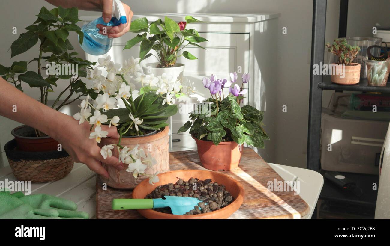 Die Frau pflegt Blumen und besprüht die Blätter an sonnigen Tagen mit Wasser. Gartenwerkzeuge auf dem Tisch. Natur und Pflanzenpflege. Innenarchitektur. Stockfoto