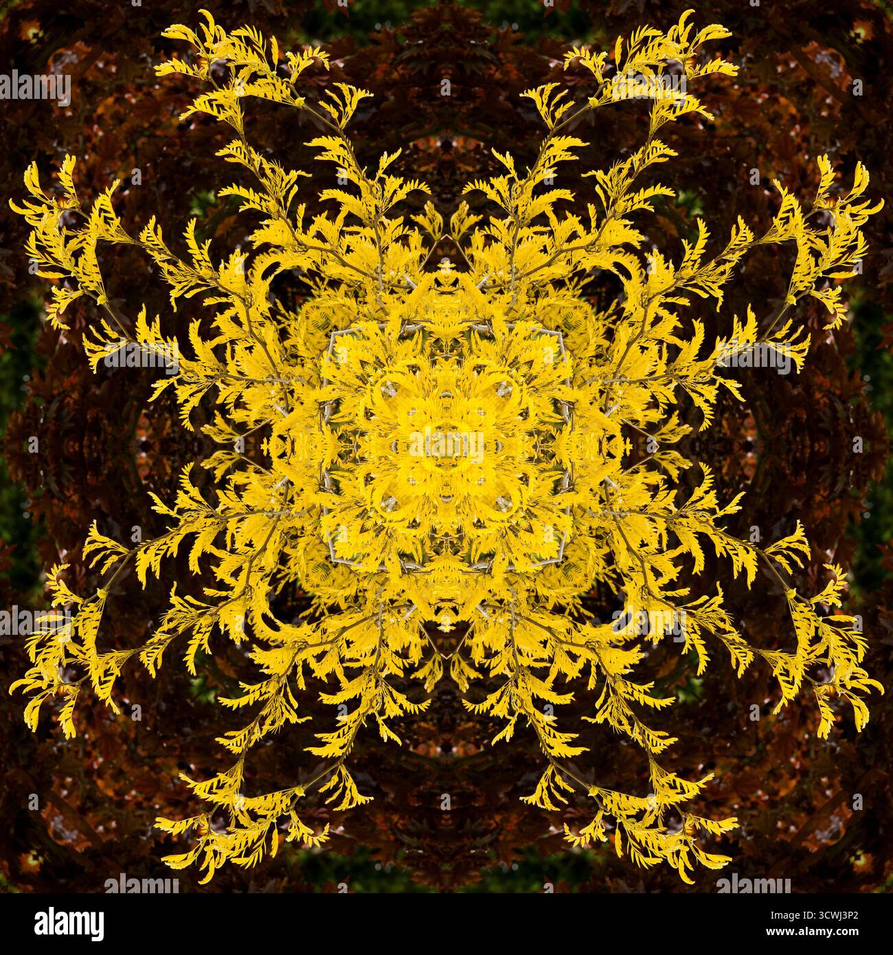 Kaleidoskop der Baumblätter Stockfoto