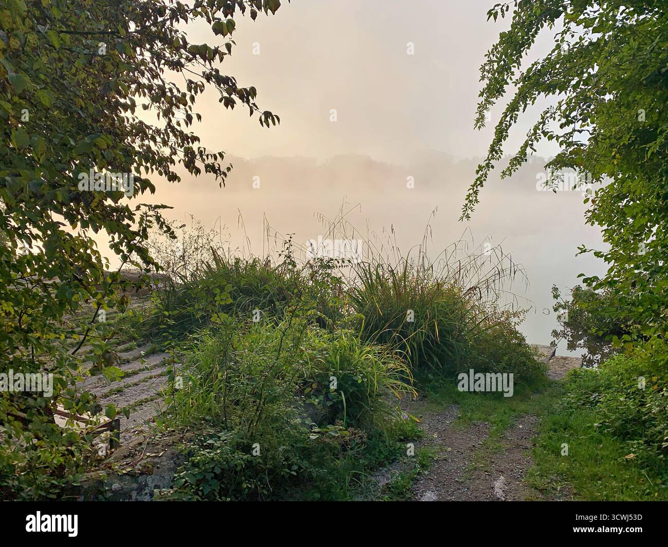 Goldener Nebel über dem Wasser, von Einem üppigen Waldweg aus gesehen. Herbstsaison Stockfoto