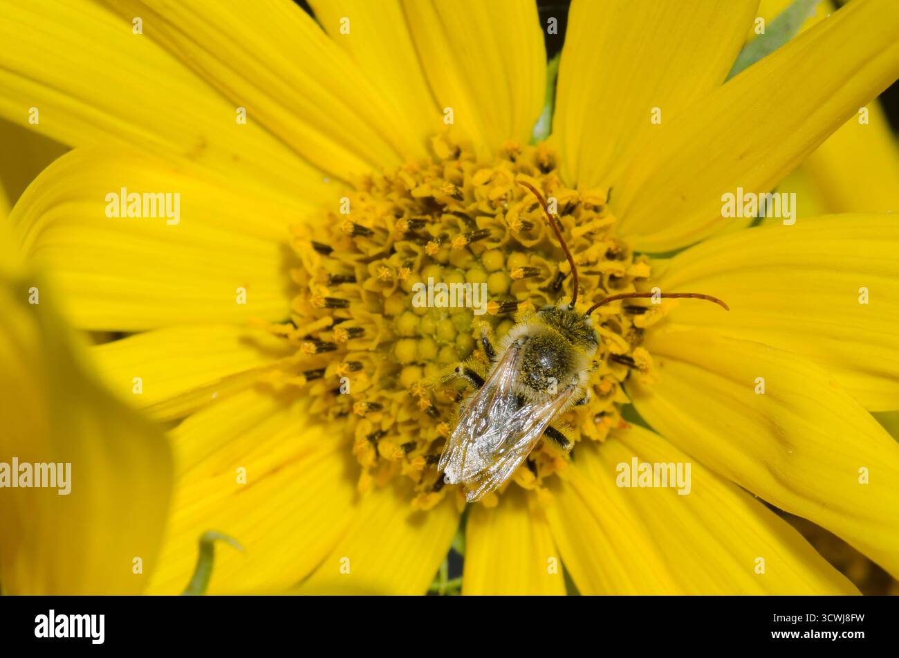 Langhörner Biene, Melissodes sp., männlich auf der Suche nach Maximilian Sonnenblume, Helianthus maximiliani Stockfoto