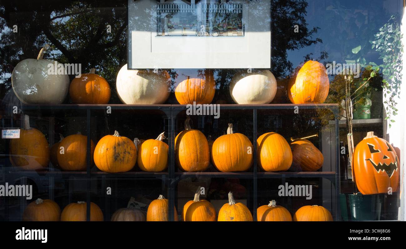 Farbenfrohe gelbe und orange Halloween-Kürbisse in einem Schaufenster für Gemüseläden. London, England, Großbritannien Stockfoto