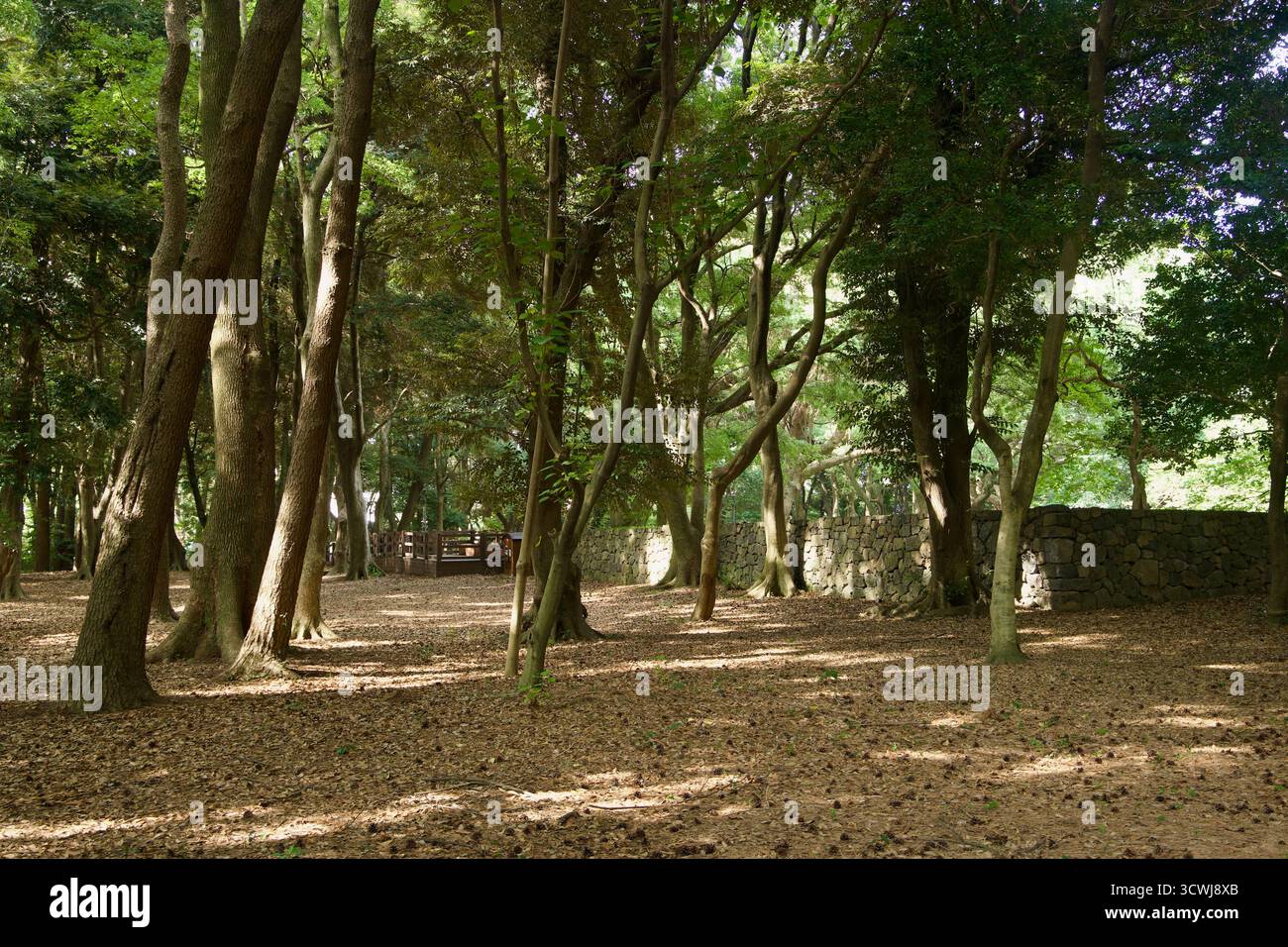 Eine Basaltsteinmauer säumt den heiligen Hain bei Samseonghyeol, mit schlanken Stämmen und blattgestreuten Böden, die gefiltertes Licht einfangen. Stockfoto