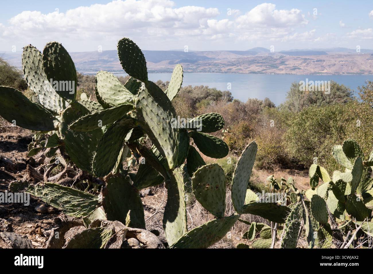 Hardy-Kakteen stehen auf einer Klippe mit Blick auf das ruhige Wasser des Kinneret-Sees, das Meer von Galiläa und die Hügel des Galiläa-Gebirges. A Stockfoto